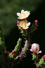 Miniatura para Austrocylindropuntia salmiana