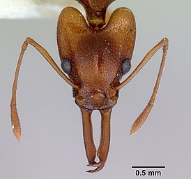 Orectognathus