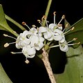 雄株の雄花