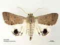 Pandesma submurina (Erebinae, Pandesmini)