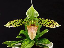 Paphiopedilum sukhakuliid.jpg