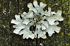Пармелия бороздчатая (Parmelia sulcata)