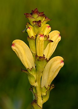 Karališkoji glindė (Pedicularis sceptrum-carolinum)