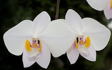 Phalaenopsis-Blüte, als Vorbild der Gebäudeanordnung