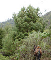 Pinus pseudostrobus, Cerro Pelón, Mexico