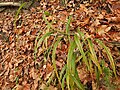 Leaves of Piptatherum racemosum in Elgin County, Ontario, Canada.