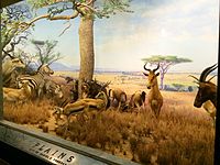 דיורמה של סוואנה אפריקנית במוזיאון האמריקאי להיסטוריה של הטבע, ניו יורק.