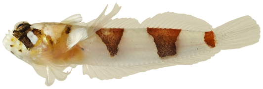 Platygillellus rubrocinctus, un Dactyloscopidae.