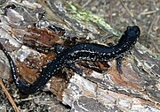 Plethodon cylindraceusPCCA20060409-3176A.jpg