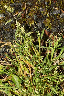 Maura skarene (Poa annua)