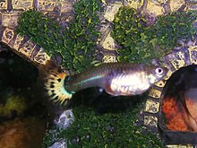 Guppies are livebearers. This one has been pregnant for about 26 days. Pregnant guppy.JPG
