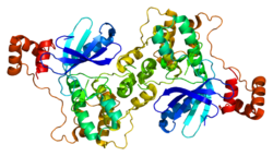 Протеин MARK2 PDB 1y8g.png