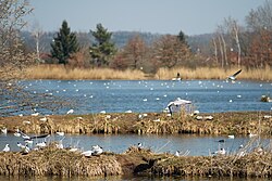 Populace racků na rybníku Domin