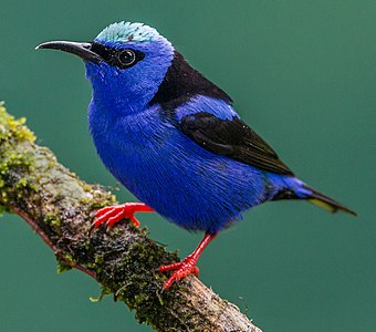 Masculul păsării de zahăr albastre (Cyanerpes cyaneus) are creştetul contrastant de culoare albastru-azurie.[4]