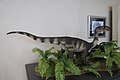 Model silesaur or sauropodomorph?