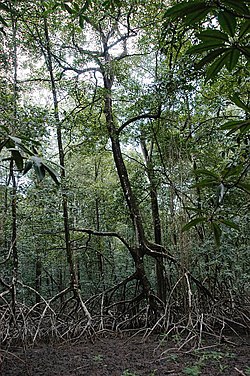 Pohon bakau, Rhizophora racemosa.