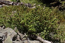 Ribes lacustre 5047.JPG