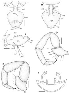 Rowlandius ubajara の雄の尾節（A-C）、触肢（D-E）と雌の生殖器（F）