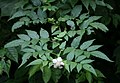 Rubus rosifolius