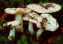 Roze berkenrussula