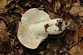 Russula Spec. - 
 Lindsey 6b.jpg