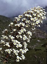 Miniatura para Saxifraga longifolia