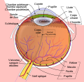 5 L'anatomie et la physiologie de l’œil humain.