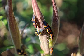 Butterfly milkweed with large milkweed bugs