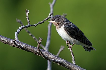 Rouxinol-azul (Luscinia cyane) no parque Tennōji, Osaka, Japão. (definição 3 759 × 2 486)