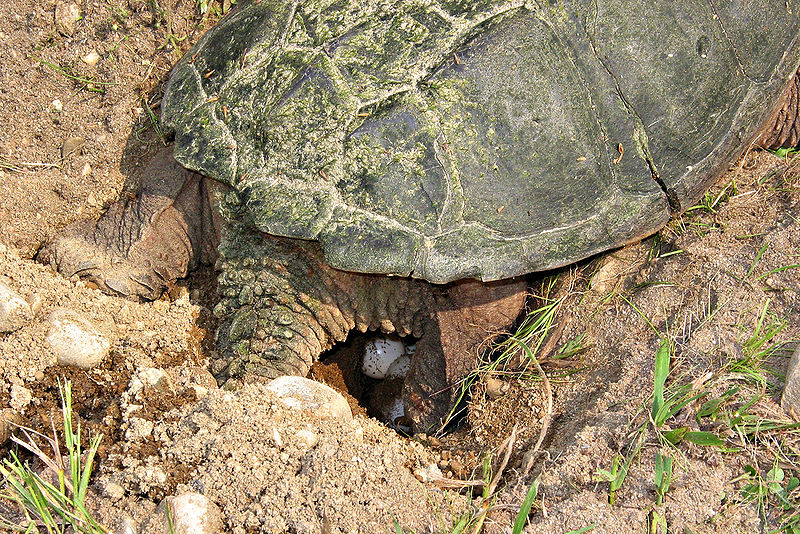 Snapping Turtle Laying Eggs