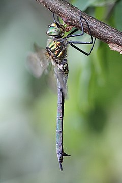 ♀ Somatochlora meridionalis