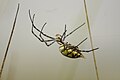 Spinne aus der Gattung Argiope