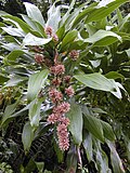 Miniatura para Dracaena fragrans