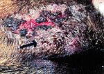 Sår och exsudat på en hund som drabbats av Ctenocephalides canis