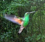 Ockrastjärtad kolibri (Boissonneaua flavescens)