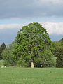 Pohořský klen, javor klen Acer pseudoplatanus, památný strom č. 103038 -xth