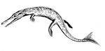 'Metriorhynchus' casamiquelai Suchodus BW.jpg