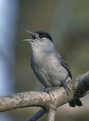 Näädelkreper (Sylvia atricapilla), mantje LC - least concern (ei trüüwet)