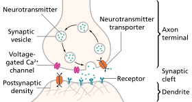 The presynaptic neuron (top) releases a neurotransmitter, which activates receptors on the nearby postsynaptic cell (bottom). SynapseSchematic en.svg