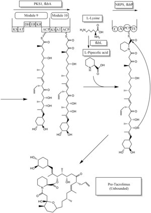 Biosyntéza takrolimu část 2. tif