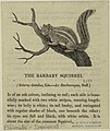 1820 illustration of the Barbary squirrel