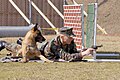 Capitano d'armi U.S. Navy abitua il suo cane al suono di una pistola che spara - 2003