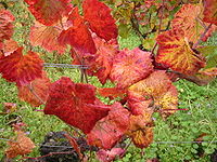 Vigne d'automne. 
 JPG