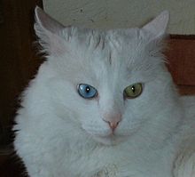 White Odd-eyed Turkish Angora Cat.jpg