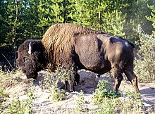 Wood-Buffalo-NP Waldbison 2 98-07-02.jpg