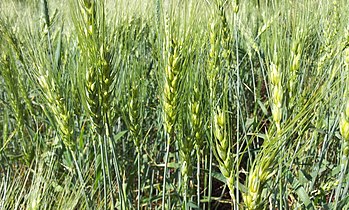 Young wheat crop in a field near Solapur, Maharashtra, India