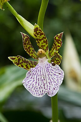 Zigopetalas (Zygopetalum sp.)