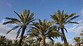 Финиковые пальмы в Бехбахане, Иран