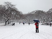 2014年2月8日の大雪に見舞われた上野恩賜公園。