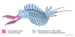 20191029_Outdated_Anomalocaris_saron